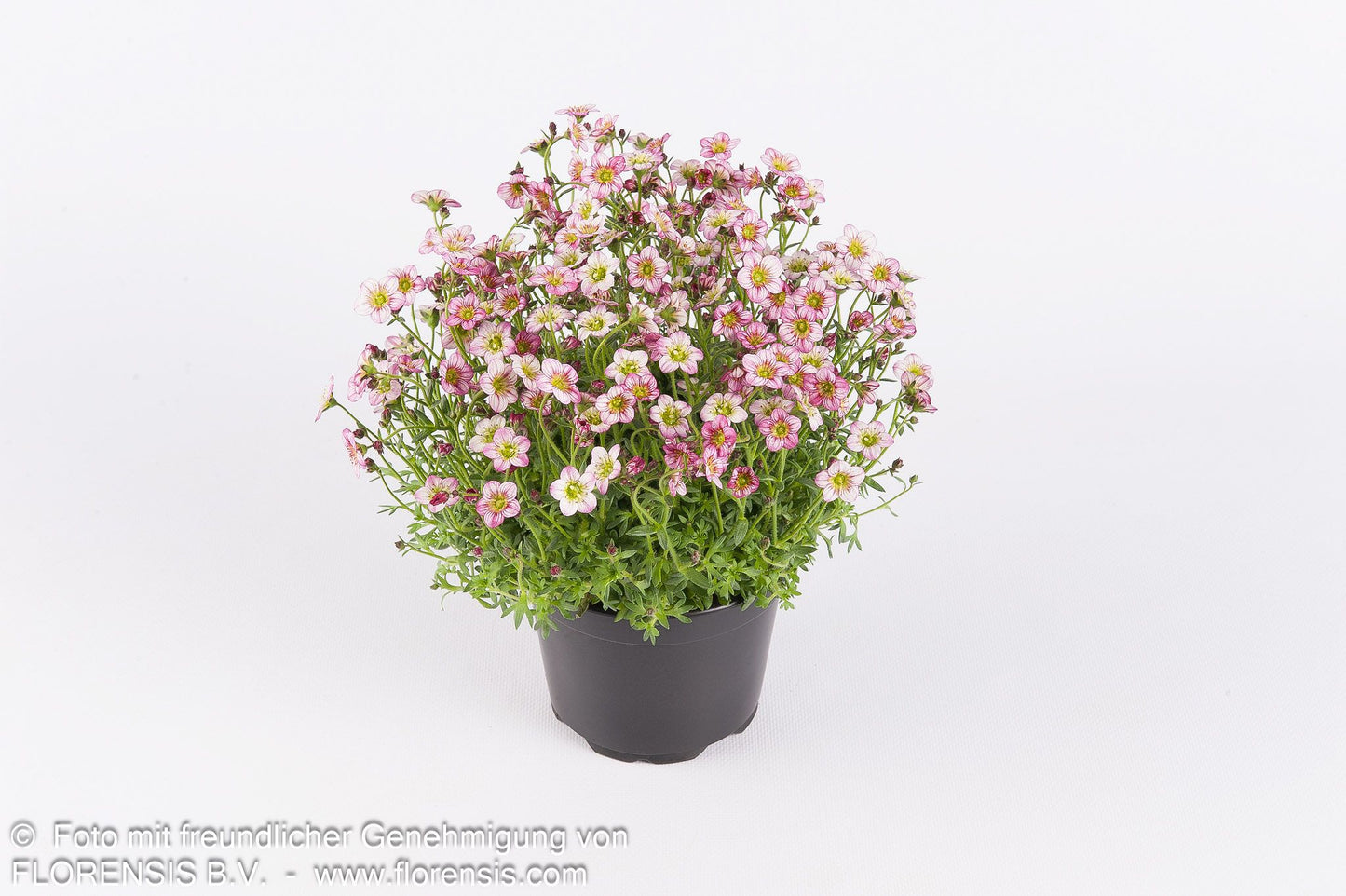 Moos-Steinbrech 'Marto Rose' (Saxifraga x arendsii)