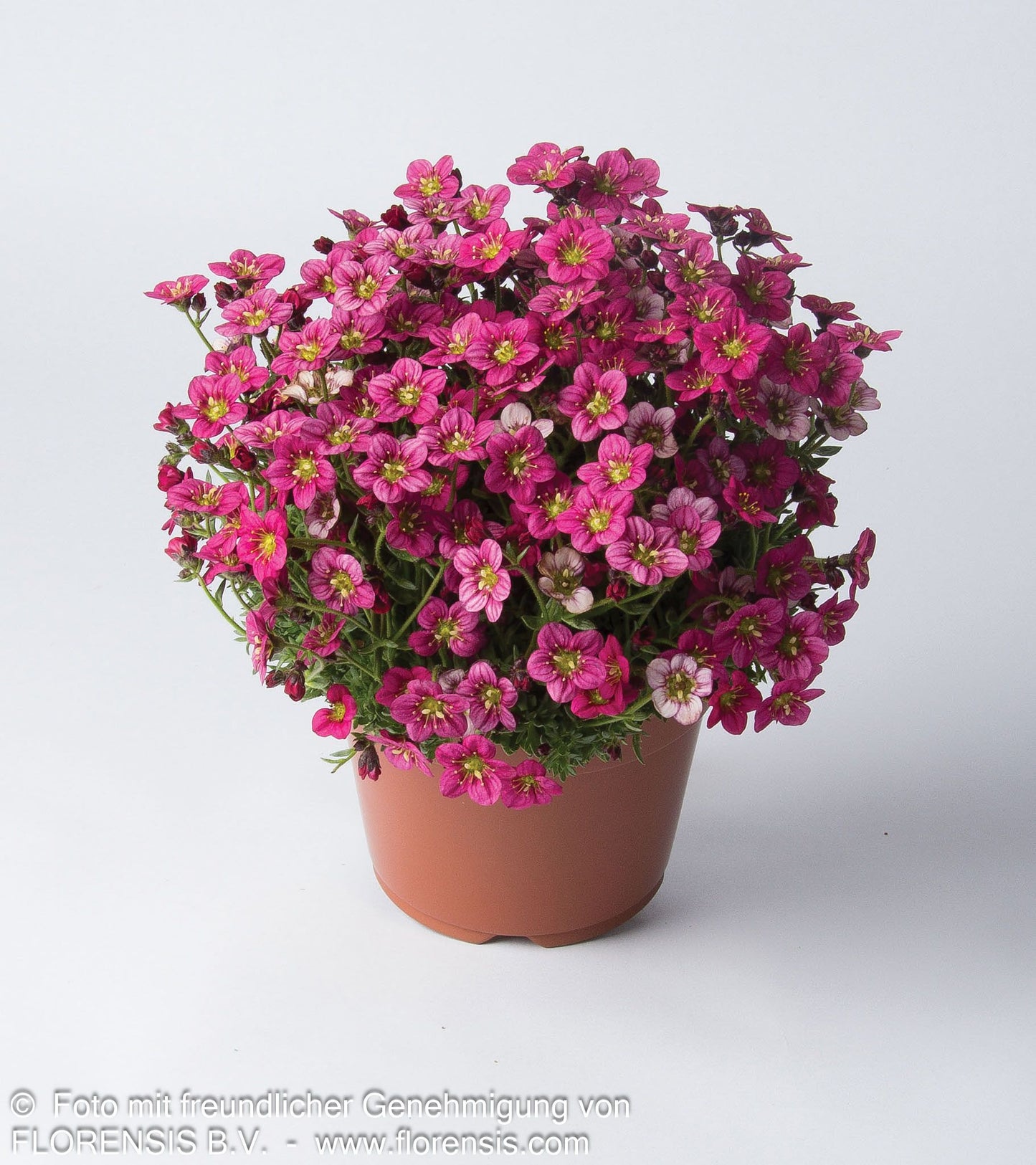 Moos-Steinbrech 'Marto Rose' (Saxifraga x arendsii)