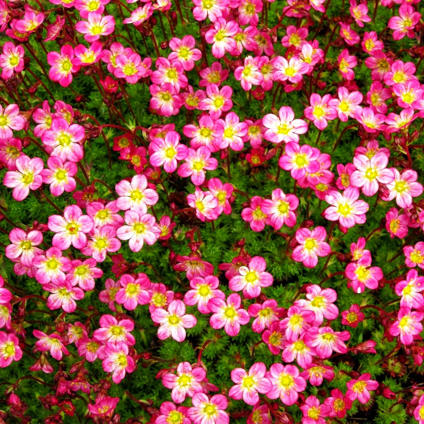 Moos-Steinbrech 'Peter Pan' (Saxifraga x arendsii)