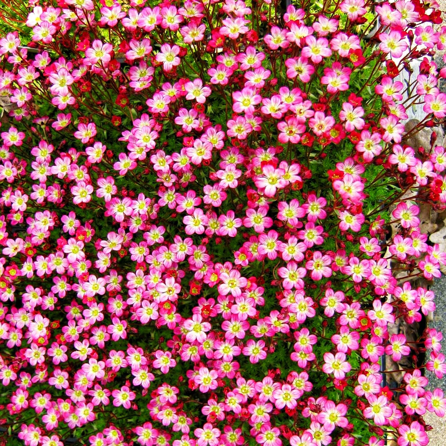 Moos-Steinbrech 'Peter Pan' (Saxifraga x arendsii)