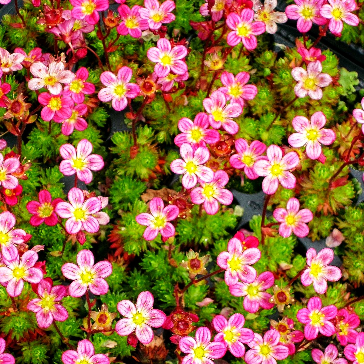 Moos-Steinbrech 'Peter Pan' (Saxifraga x arendsii)