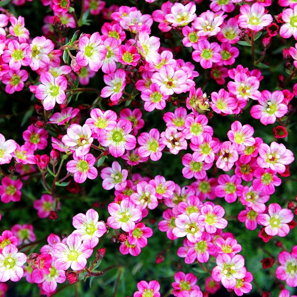 Moos-Steinbrech 'Peter Pan' (Saxifraga x arendsii)