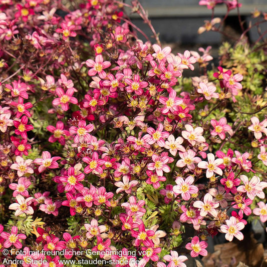 Moos-Steinbrech 'Pixie Pan Red' (Saxifraga x arendsii)