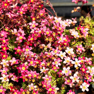 Moos-Steinbrech 'Pixie Pan Red' (Saxifraga x arendsii)