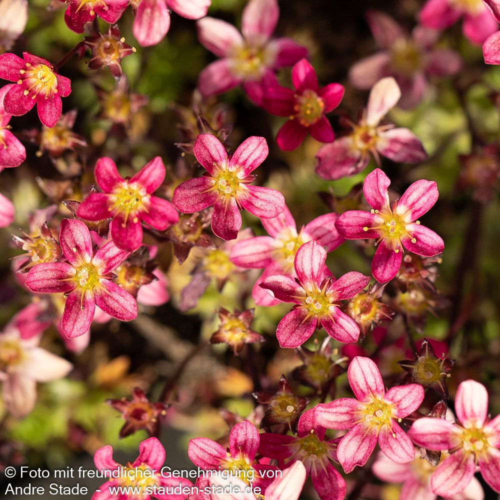 Moos-Steinbrech 'Pixie Pan Red' (Saxifraga x arendsii)