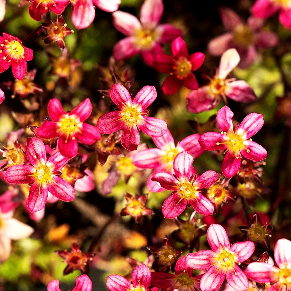 Moos Steinbrech Pixie Pan Red Saxifraga X Arendsii Kaufen moos-steinbrech-pixie-pan-red-saxifraga-x-arendsii-kaufen