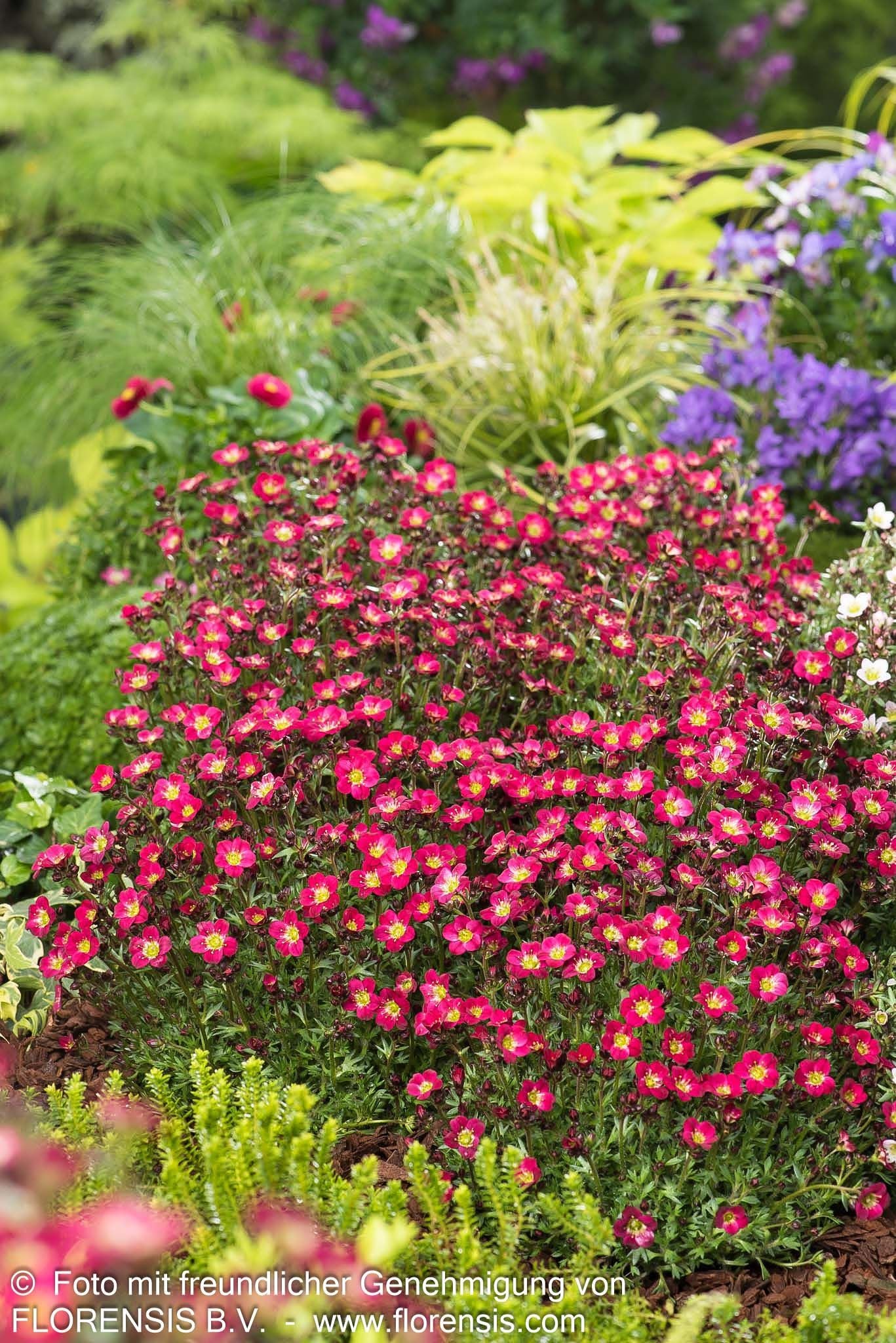 Moos-Steinbrech 'Pixie Pan Red' (Saxifraga x arendsii)