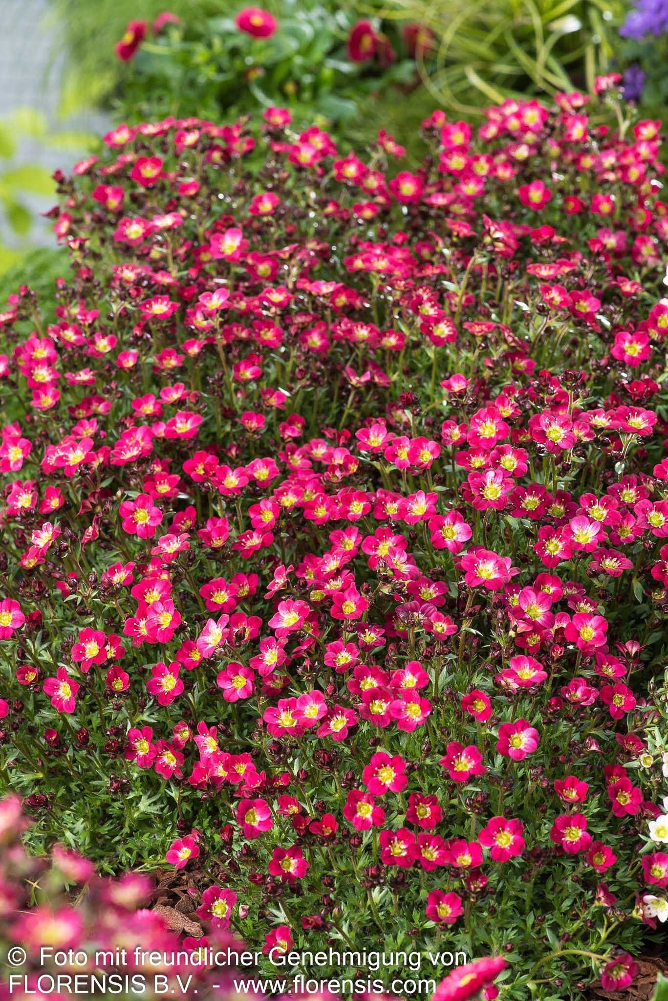 Moos-Steinbrech 'Pixie Pan Red' (Saxifraga x arendsii)