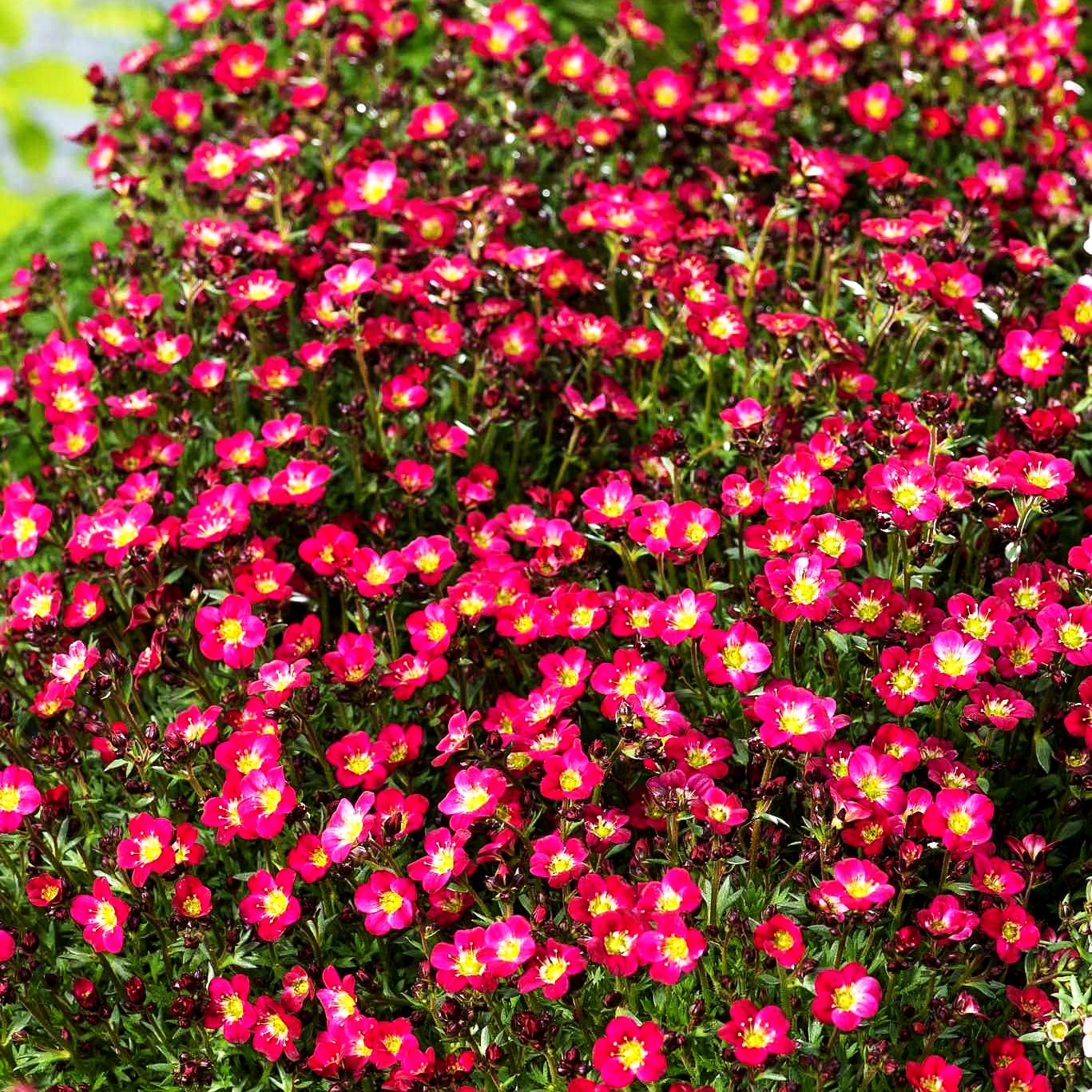 Moos-Steinbrech 'Pixie Pan Red' (Saxifraga x arendsii)