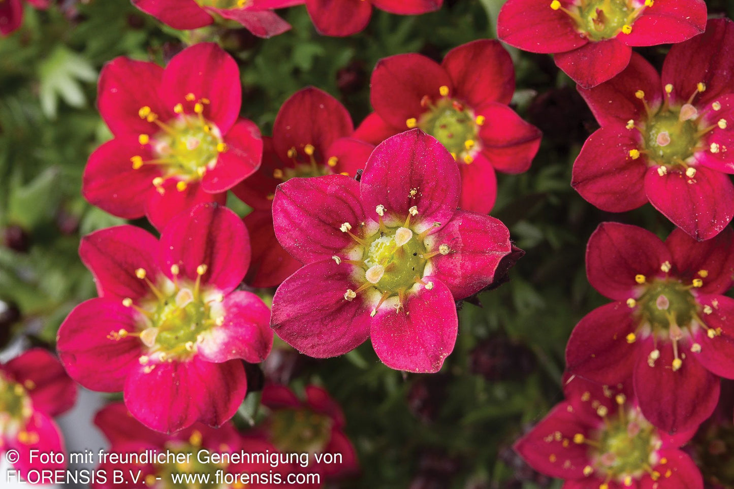 Moos-Steinbrech 'Pixie Pan Red' (Saxifraga x arendsii)