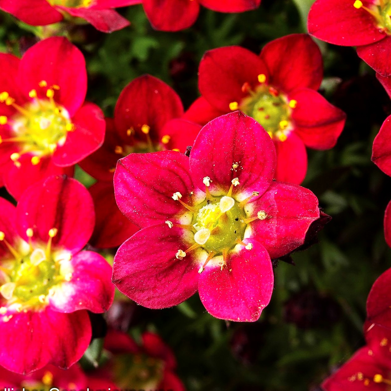 Moos-Steinbrech 'Pixie Pan Red' (Saxifraga x arendsii)