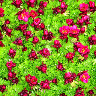 Moos-Steinbrech 'Rosenzwerg' (Saxifraga x arendsii)
