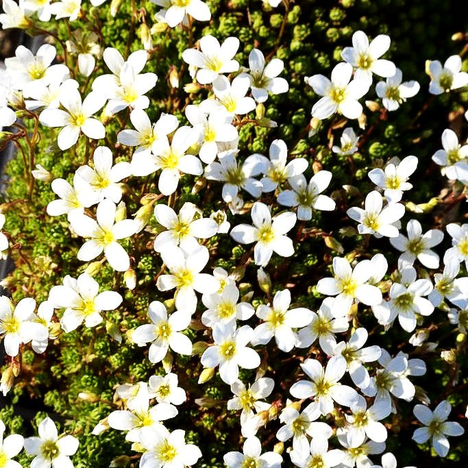 Moos-Steinbrech (Saxifraga hypnoides var.egemmulosa)