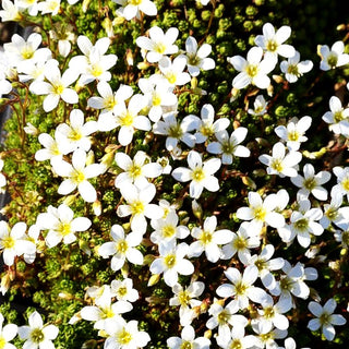 Moos-Steinbrech (Saxifraga hypnoides var.egemmulosa)