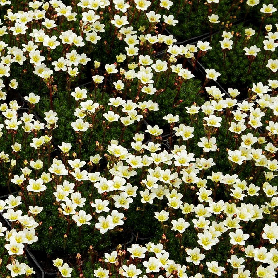 Moos-Steinbrech (Saxifraga x arendsii, weiß)