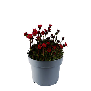 Moos-Steinbrech 'Saxony Red' (Saxifraga x arendsii)
