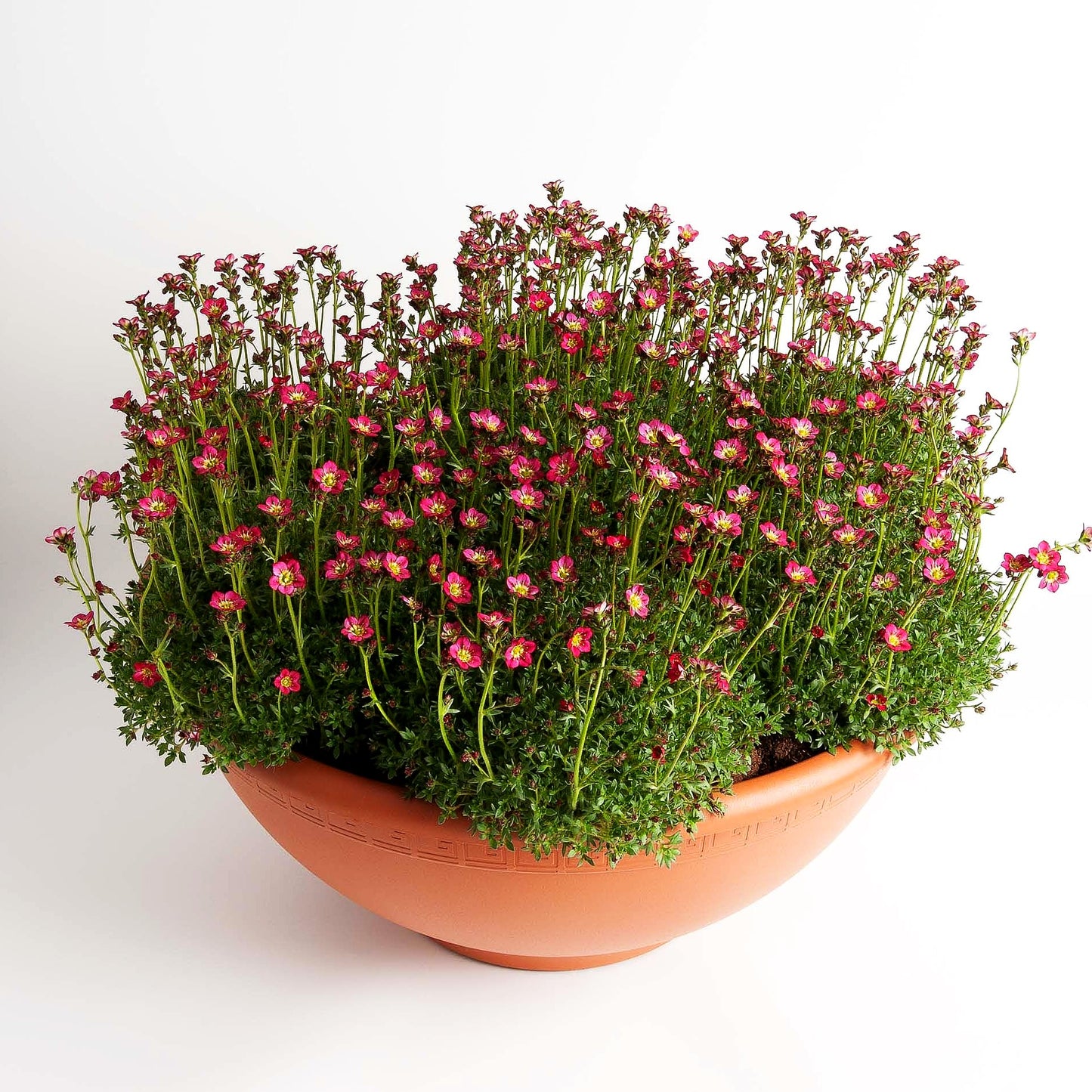 Moos-Steinbrech 'Saxony Red' (Saxifraga x arendsii)