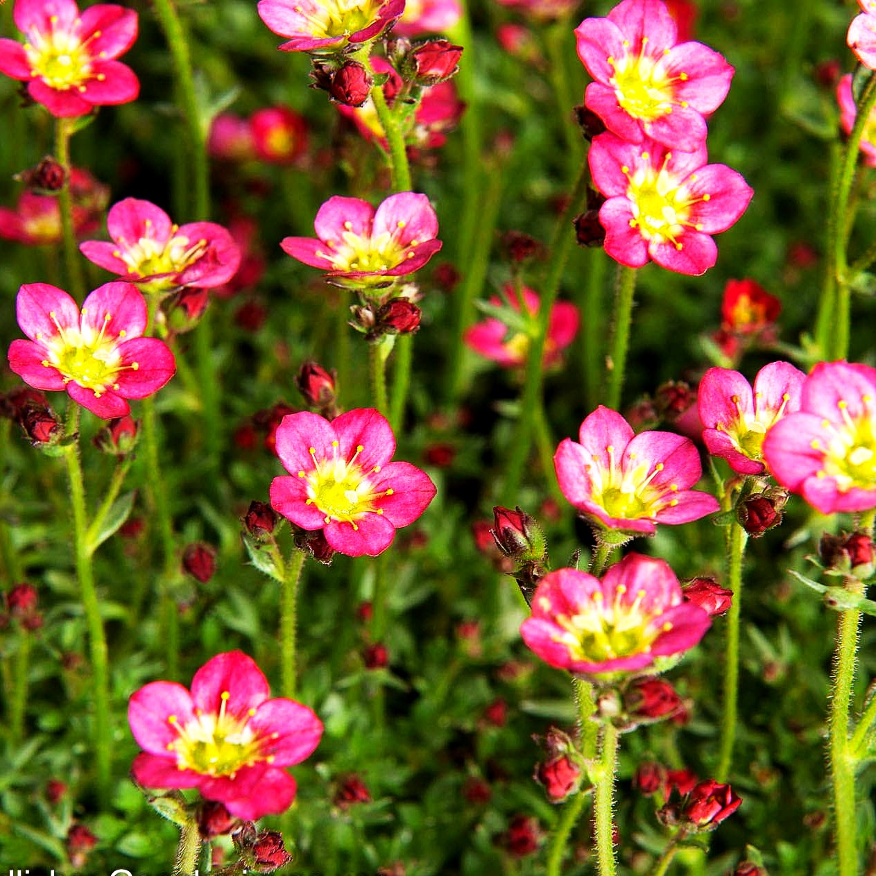 Moos-Steinbrech 'Saxony Red' (Saxifraga x arendsii)