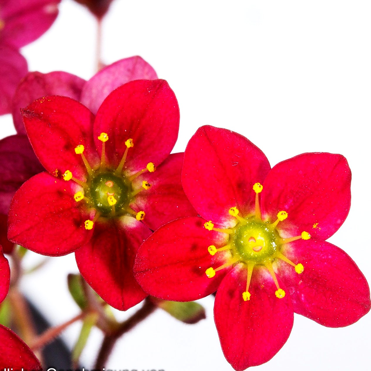 Moos-Steinbrech 'Saxony Red' (Saxifraga x arendsii)