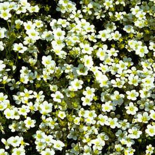 Moos-Steinbrech 'Schneeteppich' (Saxifraga x arendsii)