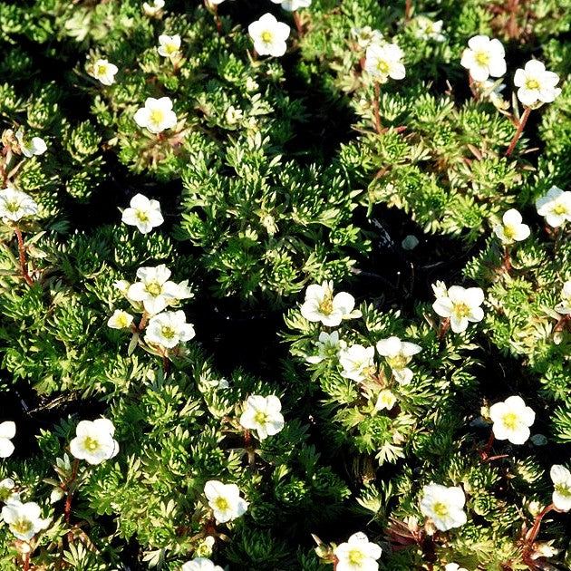 Moos-Steinbrech 'Schneezwerg' (Saxifraga x arendsii)