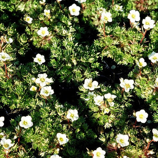 Moos-Steinbrech 'Schneezwerg' (Saxifraga x arendsii)
