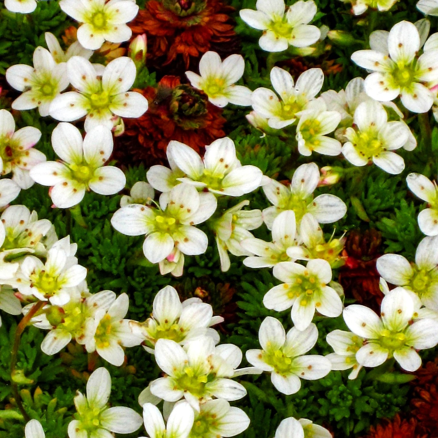 Moos-Steinbrech 'Schneezwerg' (Saxifraga x arendsii)