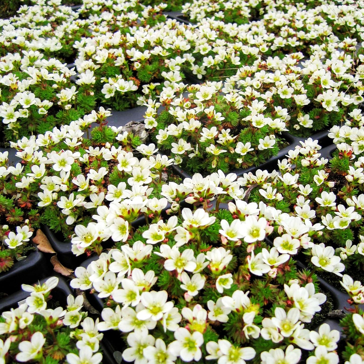 Moos-Steinbrech 'Schneezwerg' (Saxifraga x arendsii)