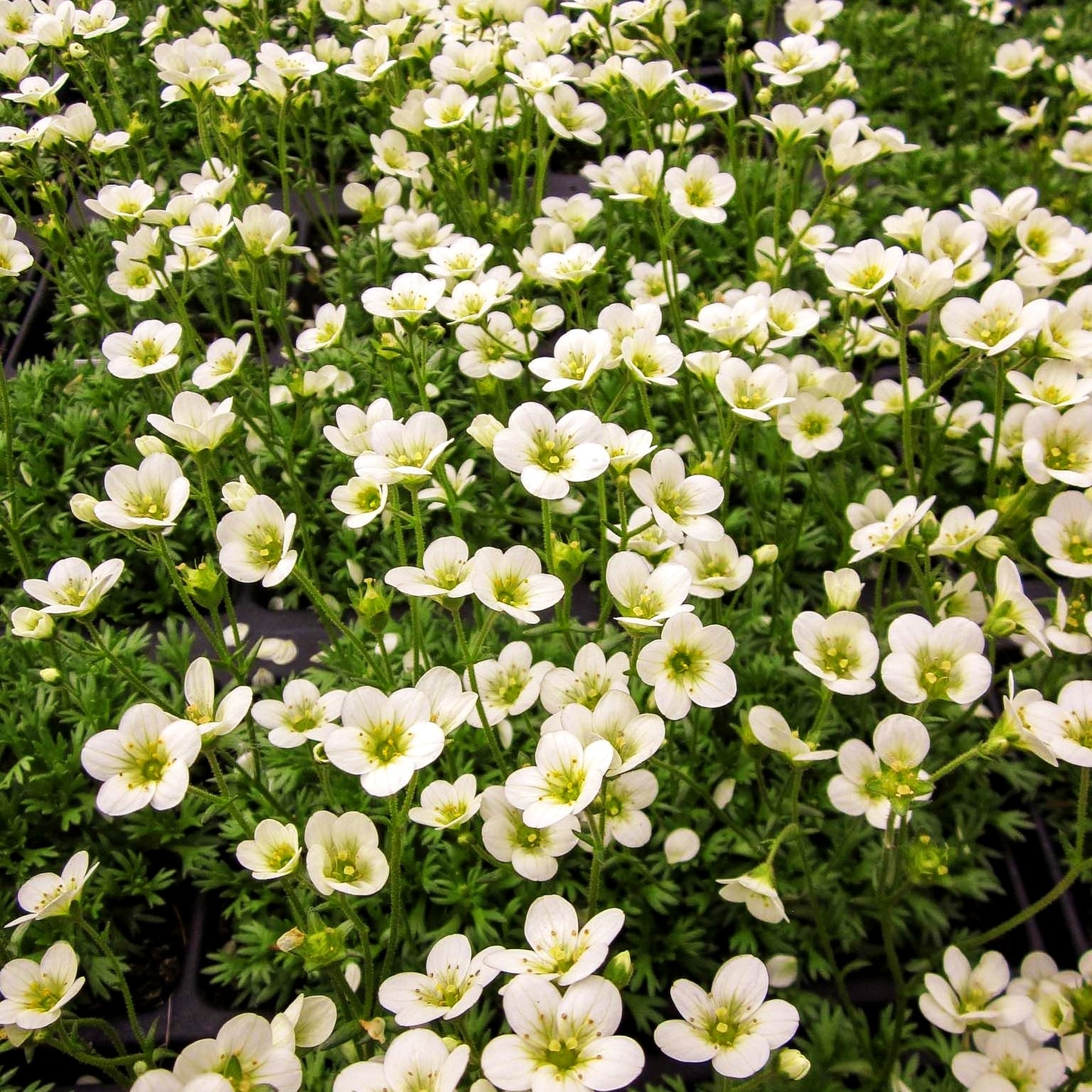 Moos-Steinbrech 'Schneezwerg' (Saxifraga x arendsii)