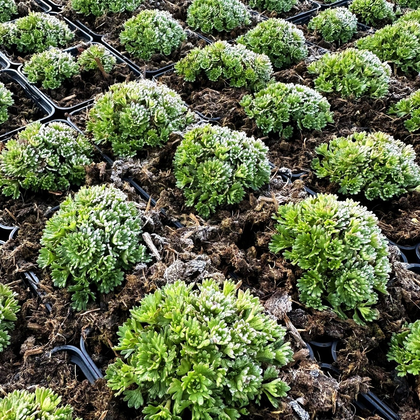 Moos-Steinbrech 'Schwefelblüte' (Saxifraga x arendsii)