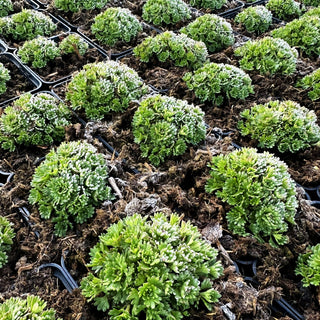 Moos-Steinbrech 'Schwefelblüte' (Saxifraga x arendsii)