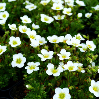 Moos-Steinbrech 'Touran White' (Saxifraga x arendsii)