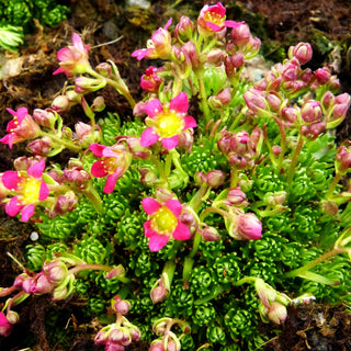 Moosähnlicher Steinbrech 'Rosea' (Saxifraga muscoides)