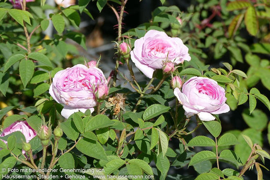 Moosrose centifolia muscosa (Rosa centifolia muscosa STR IV)