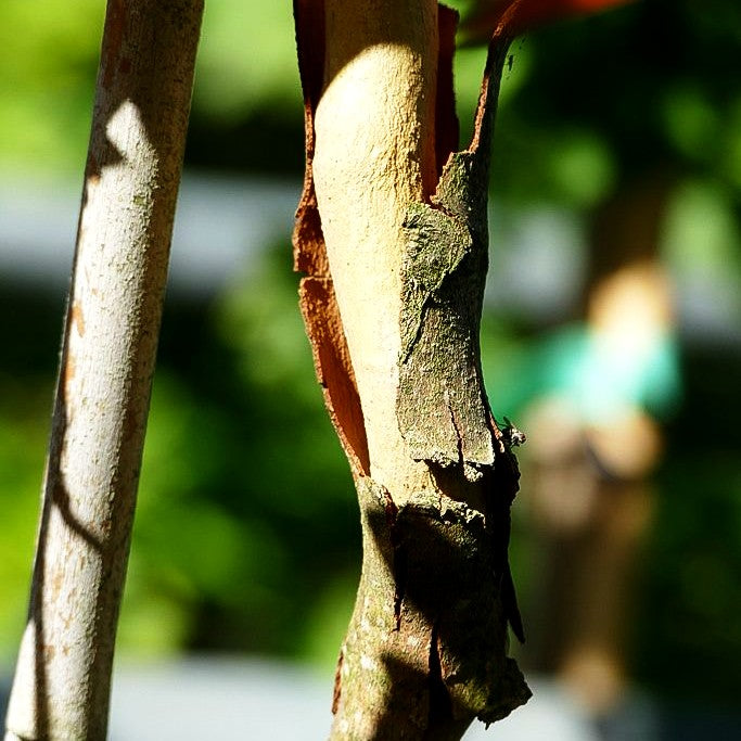 Morgenländische Platane 'Mirkovec' (Platanus orientalis)