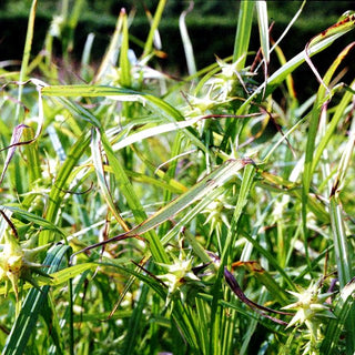 Morgenstern-Segge (Carex grayi)