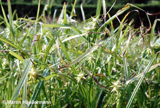 Morgenstern-Segge (Carex grayi)
