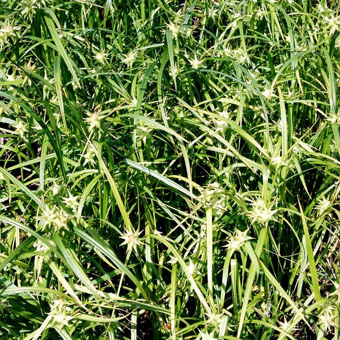 Morgenstern-Segge (Carex grayi)