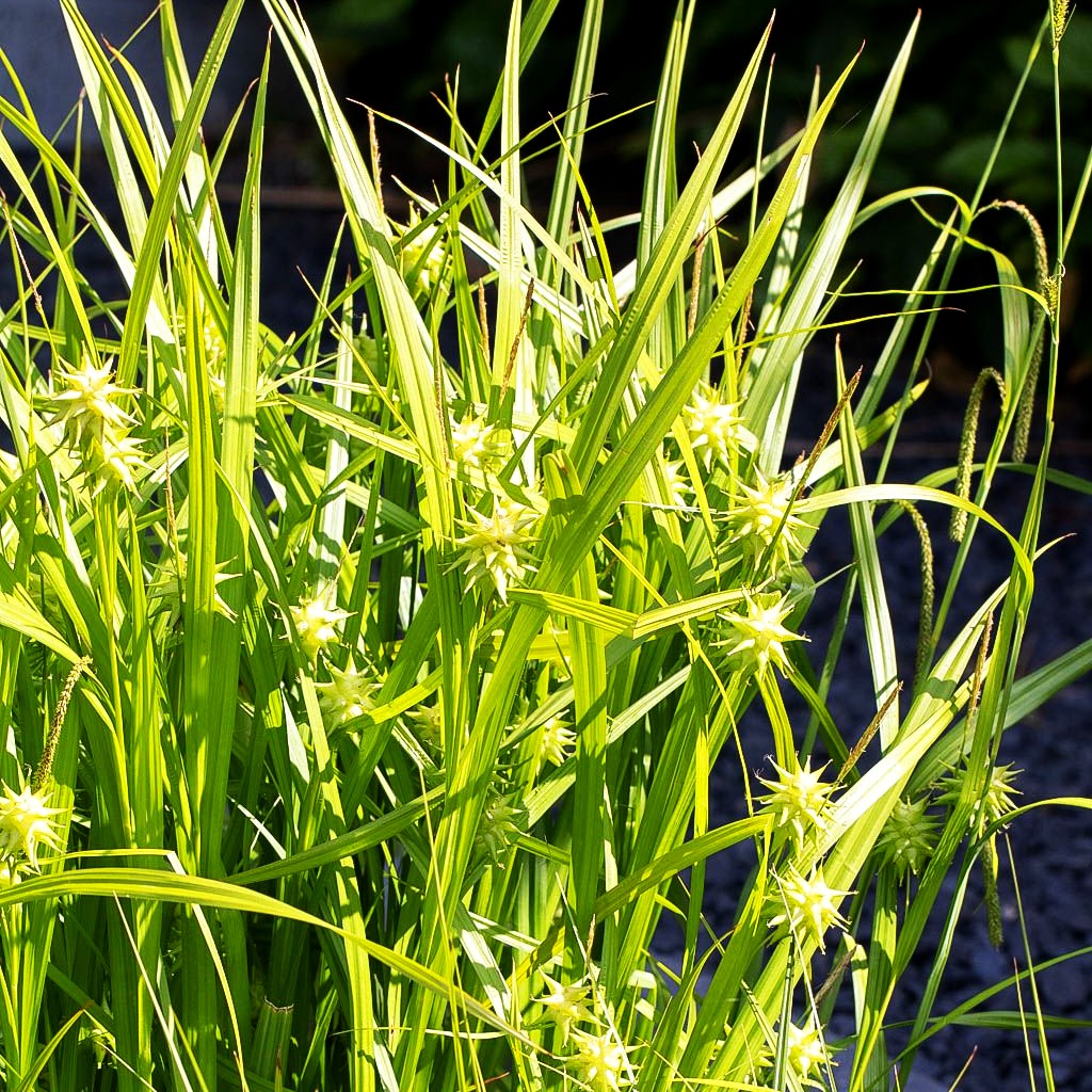 Morgenstern-Segge (Carex grayi)