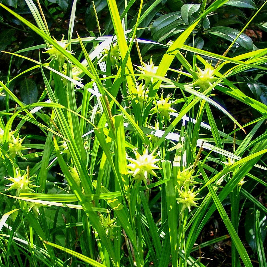 Morgenstern-Segge (Carex grayi)