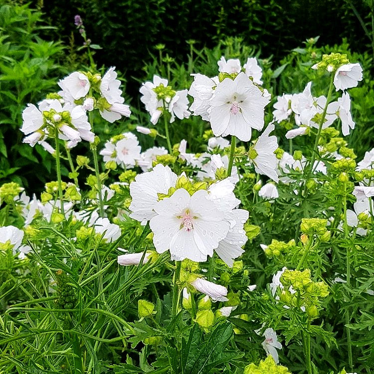 Moschus-Malve 'Alba' (Malva moschata)
