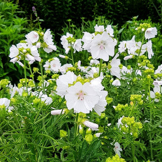 Moschus-Malve 'Alba' (Malva moschata)