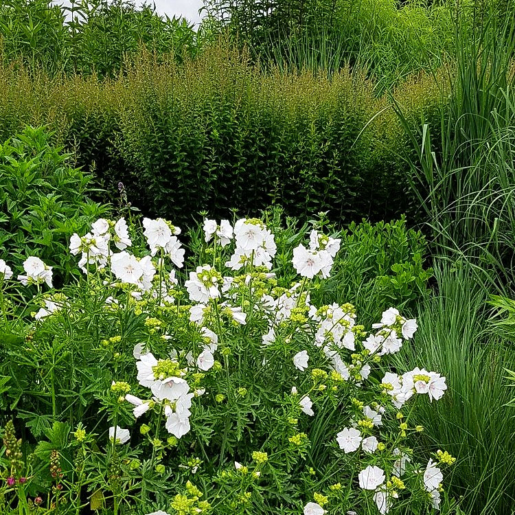 Moschus-Malve 'Alba' (Malva moschata)