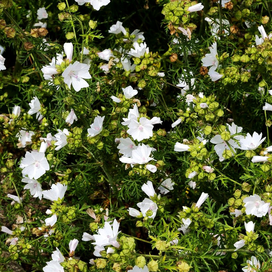 Moschus-Malve 'Alba' (Malva moschata)