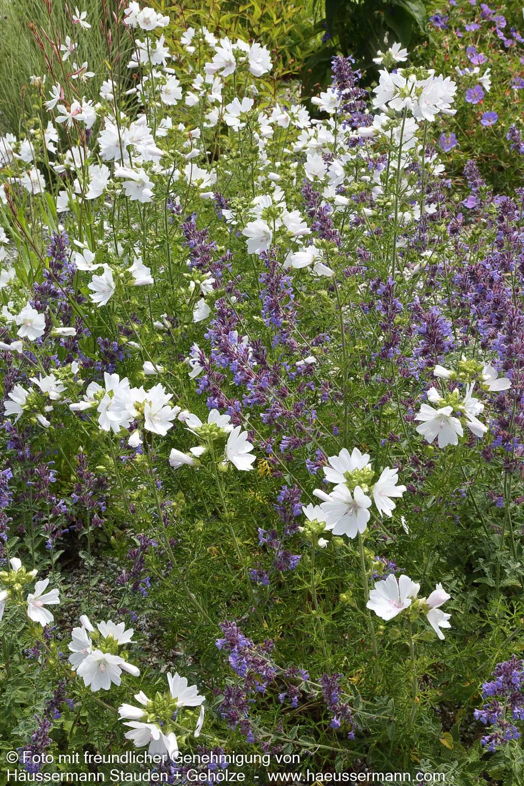 Moschus-Malve 'Alba' (Malva moschata)