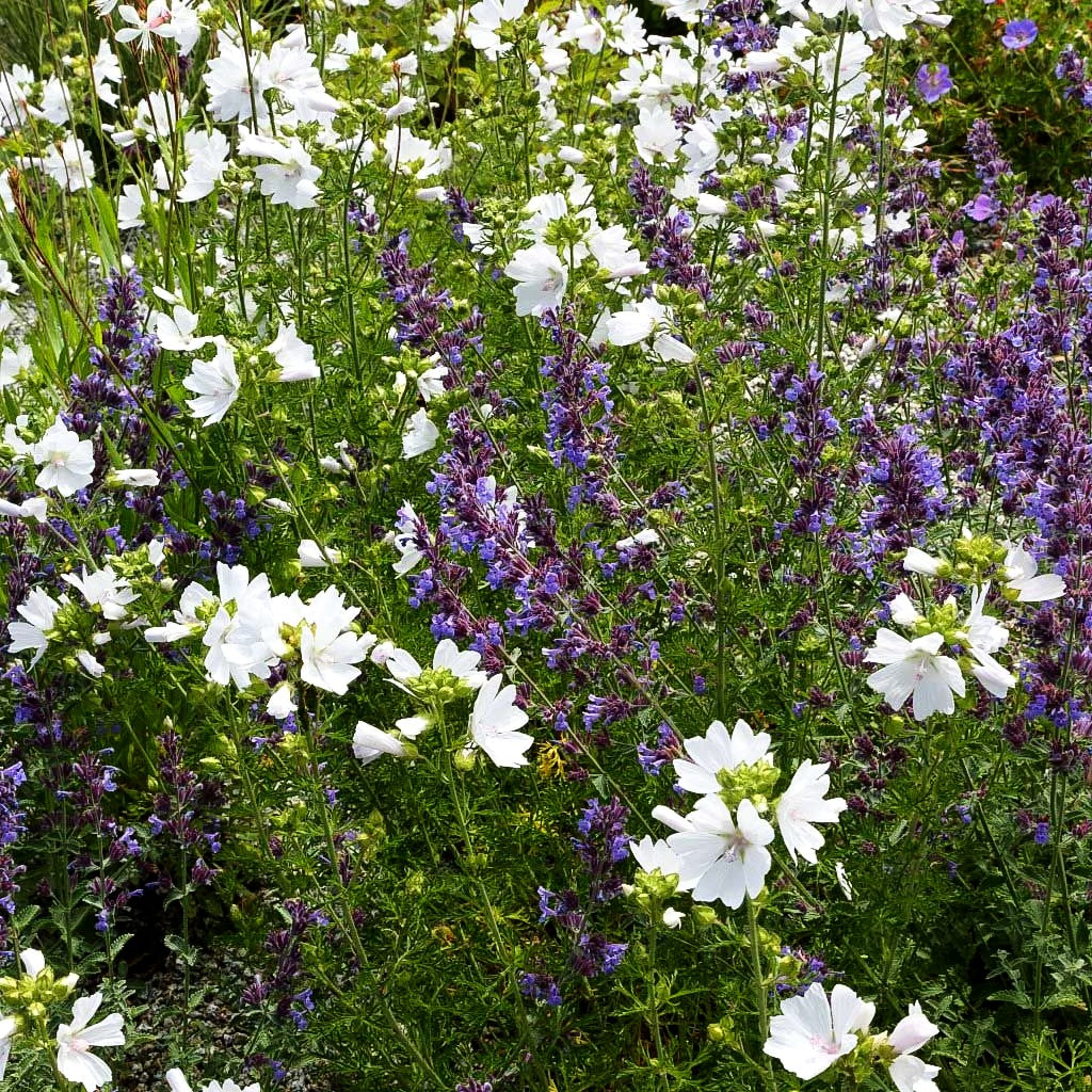 Moschus-Malve 'Alba' (Malva moschata)