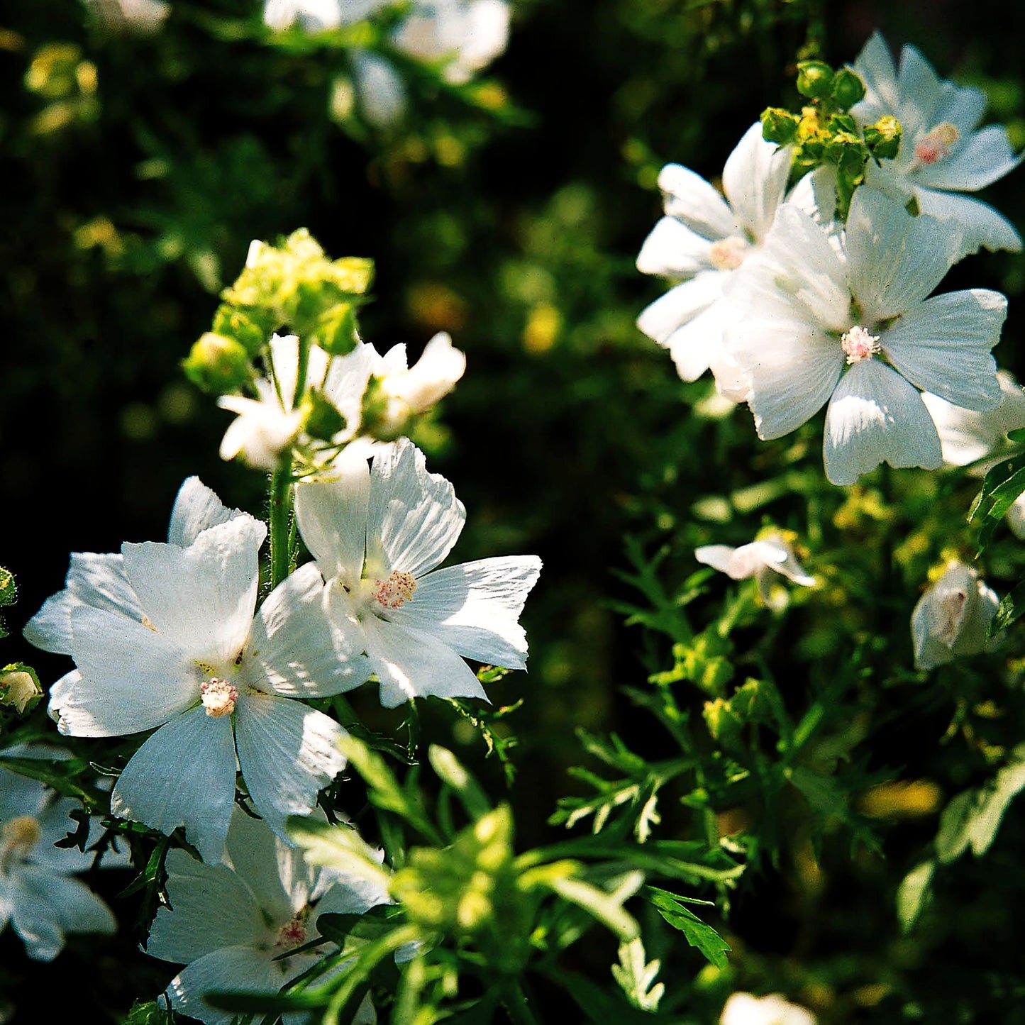 Moschus-Malve 'Alba' (Malva moschata)