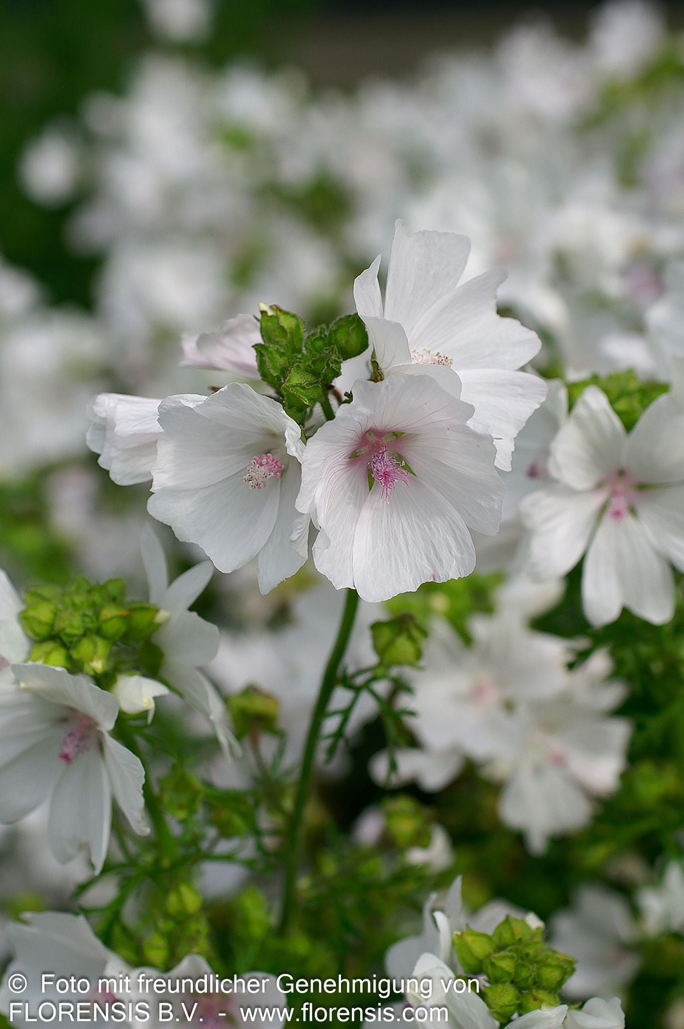 Moschus-Malve 'Alba' (Malva moschata)