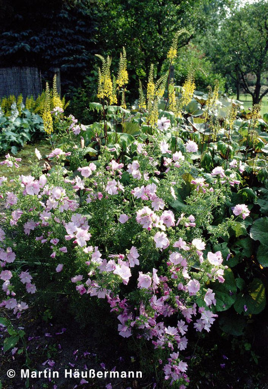 Moschus-Malve (Malva moschata)