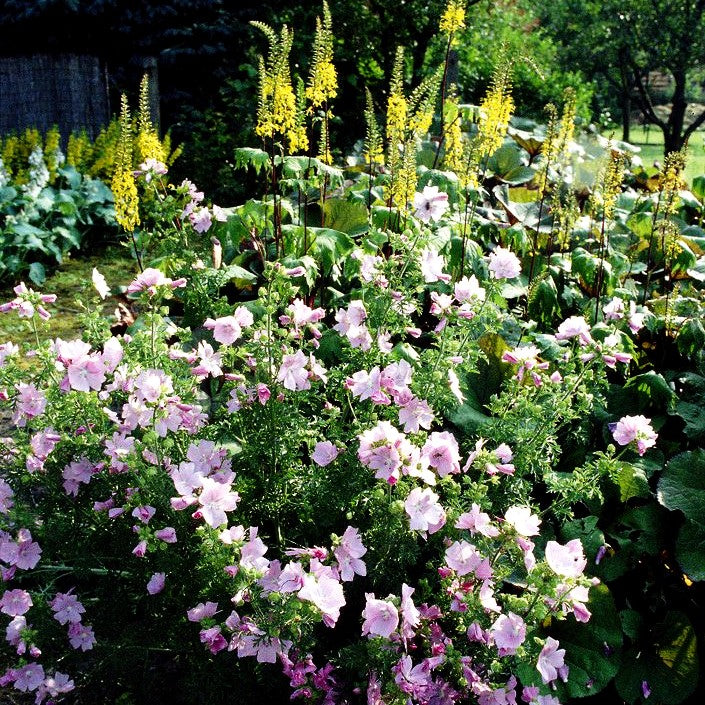 Moschus-Malve (Malva moschata)